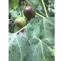 Feigenbaum braun Ficus carica 'Brown Turkey' H 40-60 cm Co 3,5 L