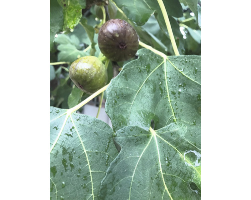 Feigenbaum braun Ficus carica 'Brown Turkey' H 40-60 cm Co 3,5 L