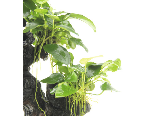 Aquarienpflanze auf Holzwurzel