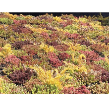 Nahaufnahme einer Sedum-Bepflanzung auf einem Dach.