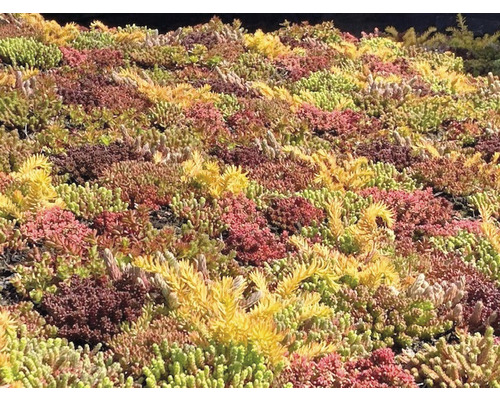 Nahaufnahme einer Sedum-Bepflanzung auf einem Dach.