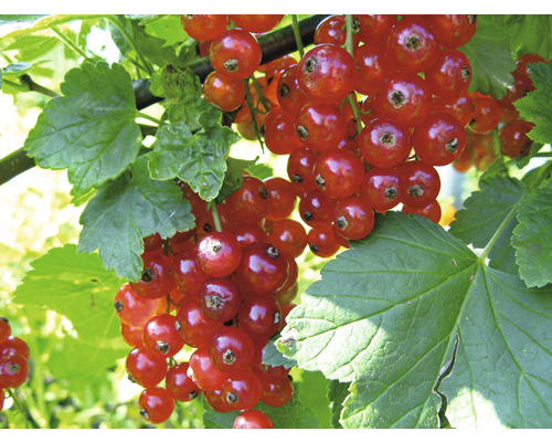 Bio Rote Johannisbeere Stämmchen FloraSelf Bio Ribes rubrum 'Jonkheer van Tets' H 80-100 cm Co 5 L