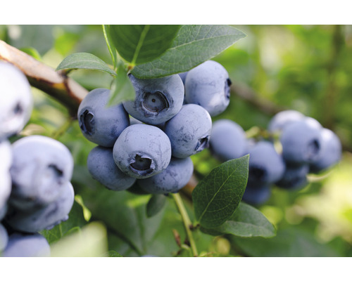 Bio Heidelbeere FloraSelf Bio Vaccinium corymbosum 'Bluecrop' H ca. 40 cm Co 3 L Nahaufnahme von Heidelbeeren am Strauch