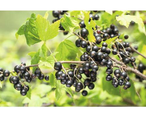 Bio Schwarze Johannisbeere Hochstamm FloraSelf Bio Ribes nigrum 'Titania' H ca. 140 cm Co 5 L