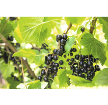 Schwarze Johannisbeeren am Strauch mit grünen Blättern