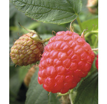 Nahaufnahme von Himbeeren am Strauch