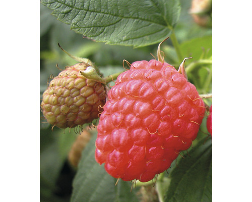 Nahaufnahme von Himbeeren am Strauch