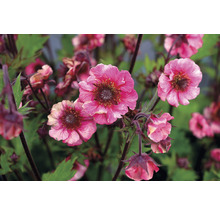 Nahaufnahme von rosa Nelkenwurz Blumen