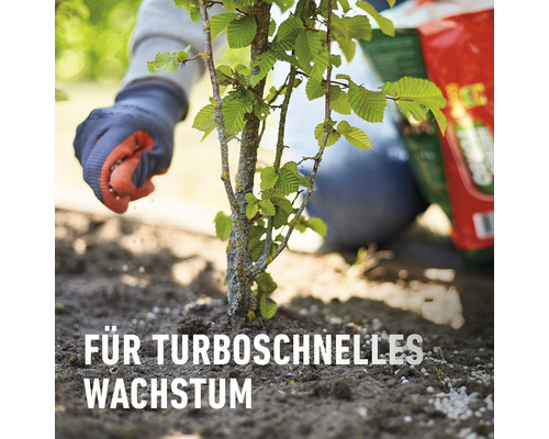 Person düngt einen jungen Baum mit Dünger für schnelles Wachstum.