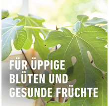 Üppige Blüten und gesunde Früchte