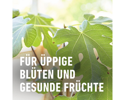 Üppige Blüten und gesunde Früchte