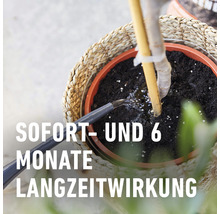 Bewässerung einer Pflanze im Topf mit Sofort- und 6-Monate Langzeitwirkung