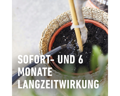 Bewässerung einer Pflanze im Topf mit Sofort- und 6-Monate Langzeitwirkung