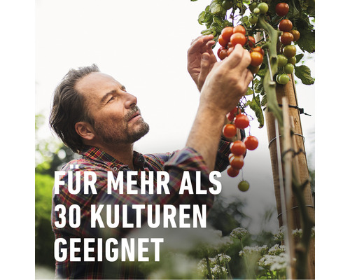 Mann erntet Tomatenpflanze im Garten. Geeignet für mehr als 30 Kulturen.