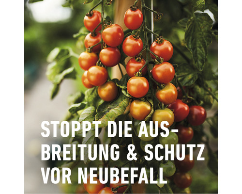 Tomatenpflanze mit reifen und unreifen Tomaten