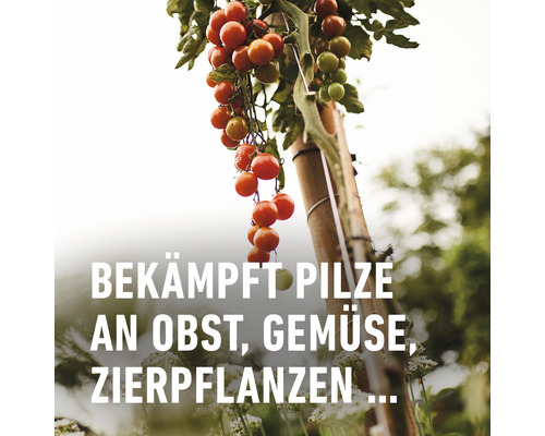 Tomatenpflanze mit dem Hinweis: Bekämpft Pilze an Obst, Gemüse, Zierpflanzen