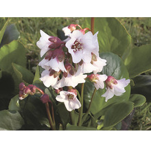 Blüte der Bergenie im Detail