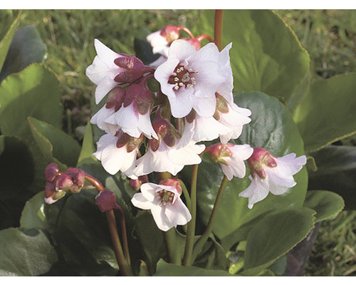 Blüte der Bergenie im Detail