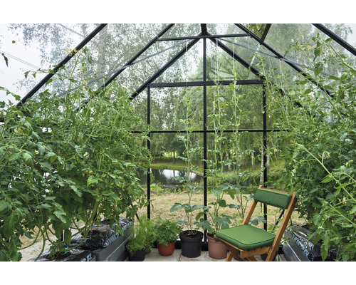 Gewächshaus mit Tomatenpflanzen und einem Stuhl