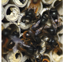 Nahaufnahme von Wildbienen in einem Insektenhotel