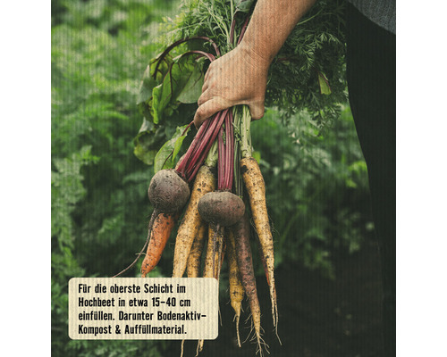Eine Hand hält Bund Karotten und Rote Bete.