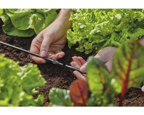 Gartenbewässerungssystem wird zwischen Salatpflanzen verlegt