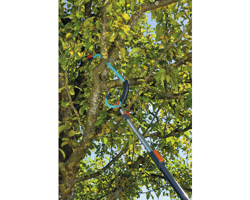 Eine Astschere mit Teleskopstiel im Einsatz an einem Baum.