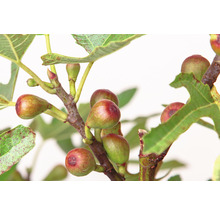 Feigenbaumzweig mit reifen Früchten und grünen Blättern