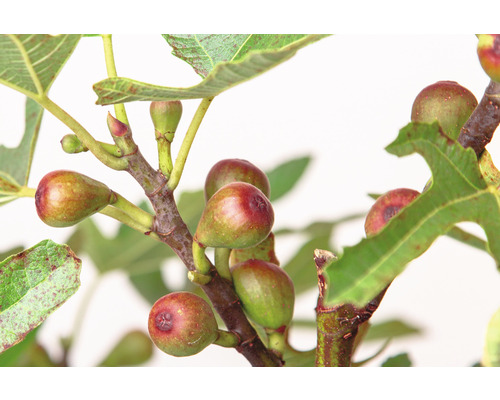 Feigenbaumzweig mit reifen Früchten und grünen Blättern