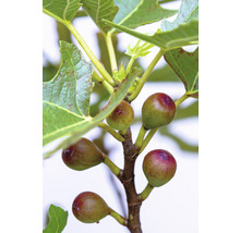 Feigenbaumzweig mit unreifen Früchten und grünen Blättern