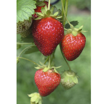 Erdbeerpflanze mit reifen und unreifen Früchten