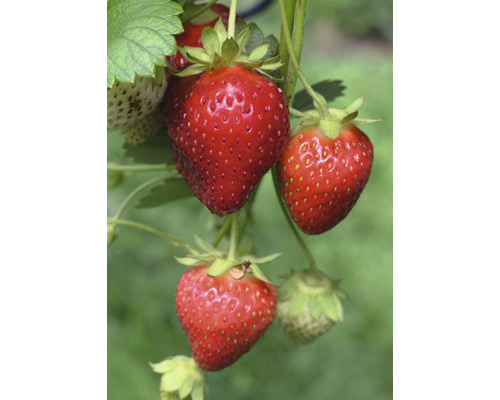 Erdbeerpflanze mit reifen und unreifen Früchten