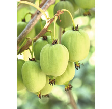 Kiwi-Beeren an einem Zweig