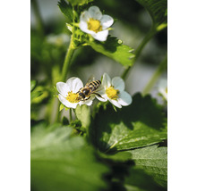 Biene auf Erdbeerblüte