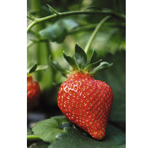 Nahaufnahme einer einzelnen reifen Erdbeere an der Pflanze.