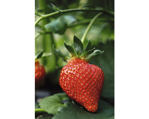 Nahaufnahme einer einzelnen reifen Erdbeere an der Pflanze.