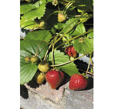 Erdbeerpflanze mit reifen und unreifen Erdbeeren