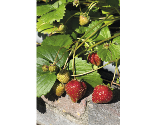 Erdbeerpflanze mit reifen und unreifen Erdbeeren