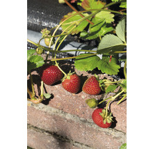 Erdbeeren wachsen an einer Mauer im Garten.