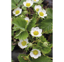 Erdbeerpflanze mit weißen Blüten und grünen Blättern