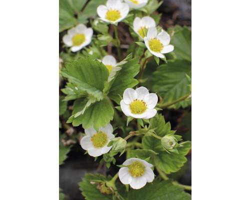 Erdbeerpflanze mit weißen Blüten und grünen Blättern