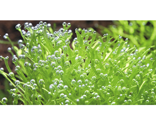 Nahaufnahme von Javamoos mit Sauerstoffblasen