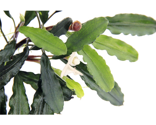 Nahaufnahme der Aquarienpflanze Bucephalandra mit Blüte und Blättern.