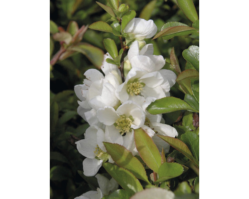 Nahaufnahme einer Zierquitte mit weißen Blüten