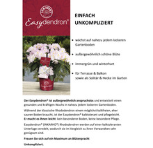 Easydendron Rhododendron Inkarho® 'Dufthecke Rosa' H 25-30 cm Co 5 L kalktolerante Rhododendron
