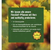 Bromelie FloraSelf Guzmania x Hybride 'Francesca' H 40-50 cm Ø 12 cm Topf-thumb-2 Bromelie FloraSelf Guzmania x Hybride 'Francesca' H 40-50 cm Ø 12 cm Topf-thumb-2