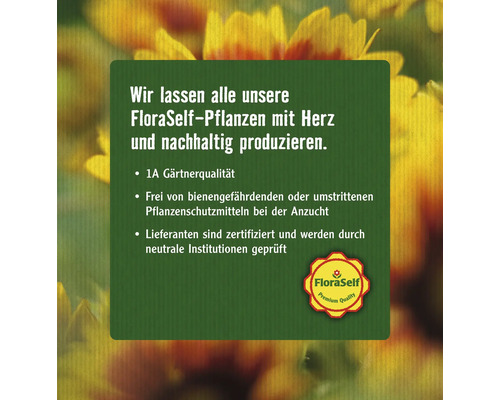Howea-Palme, Kentia-Palme FloraSelf Howea forsteriana H 160-180 cm Ø 24 cm Topf Informationen zur nachhaltigen Produktion von FloraSelf Pflanzen
