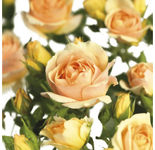 Nahaufnahme von Rosenblüten