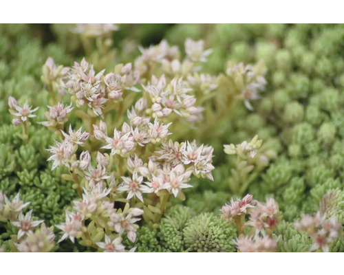 Nahaufnahme einer Fetthenne-Pflanze mit Blüten