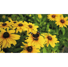 Sonnenhutblüten mit einem Schmetterling